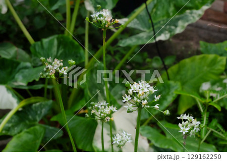 Garlic chives is a species of plant native to the Chinese province . Garlic chives is a species of plant native to the Chinese province . 129162250