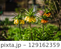 Fritillaria imperialis. On a sunny day in a lush green garden 129162359