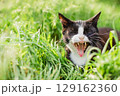 Cat yawns on a green lawn bathed in sunlight 129162360