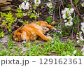 Stray dog lies on the ground among the grass and branches. An abandoned adult dog 129162361