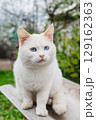 Beautiful white cat with striking blue eyes sits outdoors, gazing intently. Lovely portrait of a domestic pet 129162363