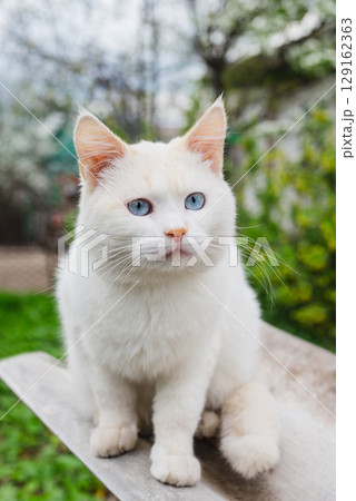 Beautiful white cat with striking blue eyes sits outdoors, gazing intently. Lovely portrait of a domestic pet 129162363