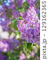 Close-up shot of vibrant purple lilac flowers in full bloom, showcasing the beauty of spring with soft focus and bokeh 129162365