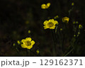 Ranunculus. Close-up of vibrant yellow buttercups in a field with a dark, blurred background, creating a beautiful contrast 129162371