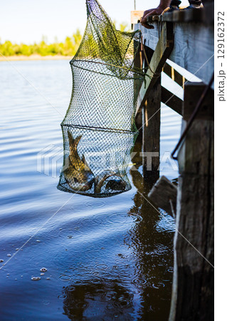 Person holds up a net full of fish, freshly caught from the calm, blue water near a wooden dock Person holds up a net full of fish, freshly caught from the calm, blue water near a wooden dock 129162372