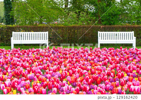 Rows of tulip flowers 129162420