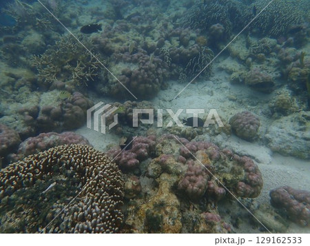 インドネシア　カナワ島の魚 129162533