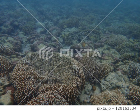 インドネシア　カナワ島の魚 129162534