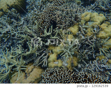 インドネシア　カナワ島の魚 129162539