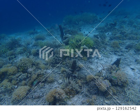 インドネシア　カナワ島の魚 129162542