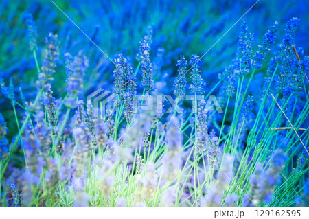 Lavender field at summer 129162595