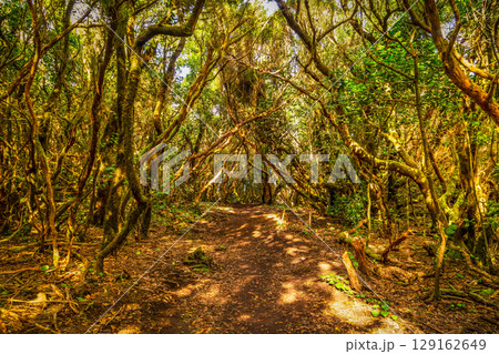 Wild nature of Anaga 129162649