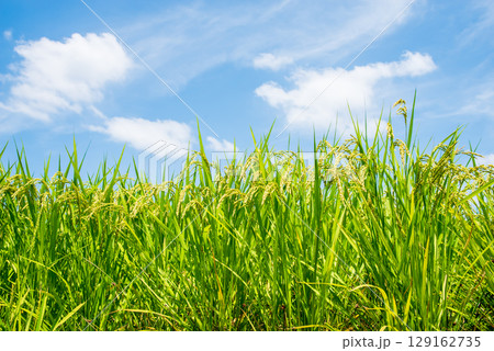 夏の稲 129162735