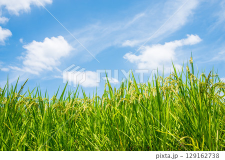 夏の稲 夏の稲 129162738
