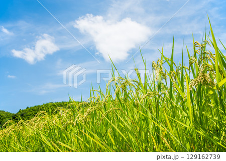 夏の稲 夏の稲 129162739