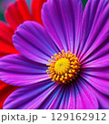 close-up photo of a purple and red gerbera flower 129162912