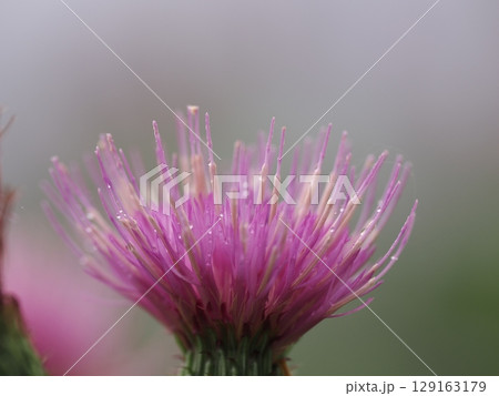 夜露に濡れた綺麗なアザミの花 129163179