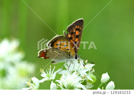 ベニシジミ　(Small Copper　Common Copper) 129163233