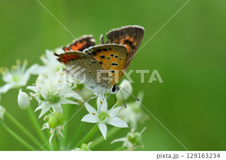 ベニシジミ　(Small Copper　Common Copper) 129163234