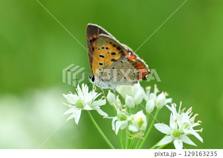 ベニシジミ　(Small Copper　Common Copper) 129163235