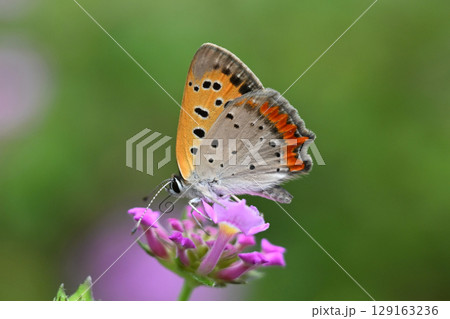 ベニシジミ　(Small Copper　Common Copper) 129163236