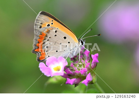 ベニシジミ　(Small Copper　Common Copper) 129163240