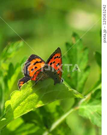 ベニシジミ　(Small Copper　Common Copper) 129163242