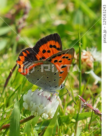 ベニシジミ　(Small Copper　Common Copper) 129163243