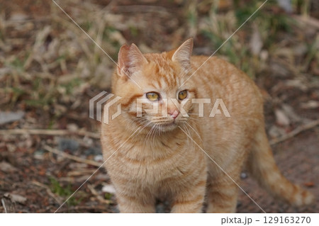 親離れするまで母ネコとくつろぐ可愛い子猫 129163270