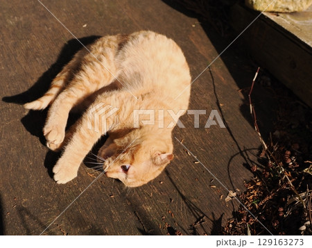 親離れするまで母ネコとくつろぐ可愛い子猫 親離れするまで母ネコとくつろぐ可愛い子猫 129163273