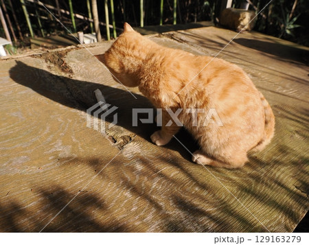 親離れするまで母ネコとくつろぐ可愛い子猫 親離れするまで母ネコとくつろぐ可愛い子猫 129163279