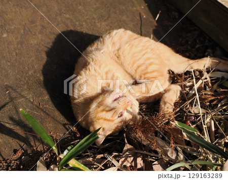 親離れするまで母ネコとくつろぐ可愛い子猫 親離れするまで母ネコとくつろぐ可愛い子猫 129163289