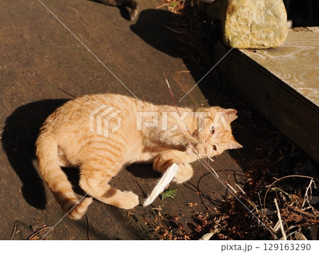 親離れするまで母ネコとくつろぐ可愛い子猫 129163290