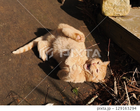 親離れするまで母ネコとくつろぐ可愛い子猫 親離れするまで母ネコとくつろぐ可愛い子猫 129163294