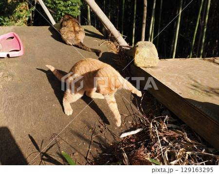 親離れするまで母ネコとくつろぐ可愛い子猫 129163295