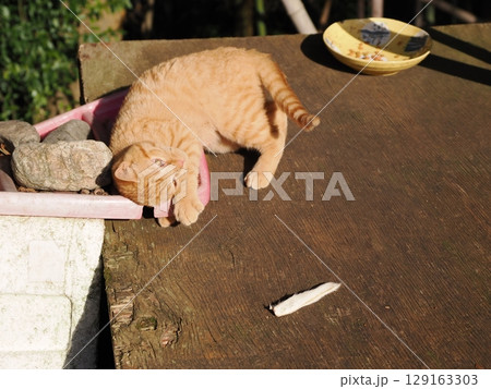 親離れするまで母ネコとくつろぐ可愛い子猫 親離れするまで母ネコとくつろぐ可愛い子猫 129163303