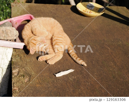 親離れするまで母ネコとくつろぐ可愛い子猫 129163306