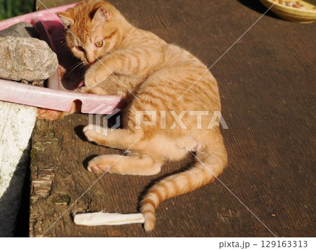 親離れするまで母ネコとくつろぐ可愛い子猫 129163313