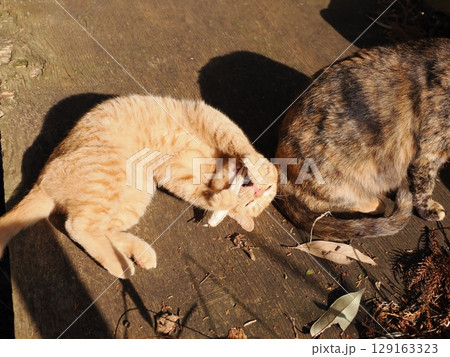 親離れするまで母ネコとくつろぐ可愛い子猫 親離れするまで母ネコとくつろぐ可愛い子猫 129163323