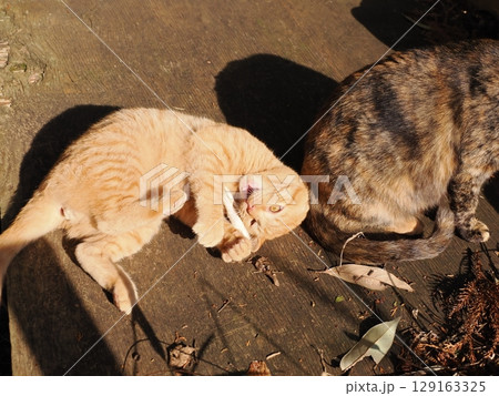 親離れするまで母ネコとくつろぐ可愛い子猫 129163325