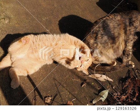 親離れするまで母ネコとくつろぐ可愛い子猫 親離れするまで母ネコとくつろぐ可愛い子猫 129163326