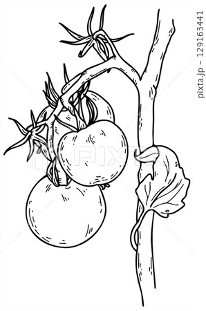 Hand drawn Tomatoes vector sketch illustration. Hand drawn Tomatoes vector sketch illustration. 129163441