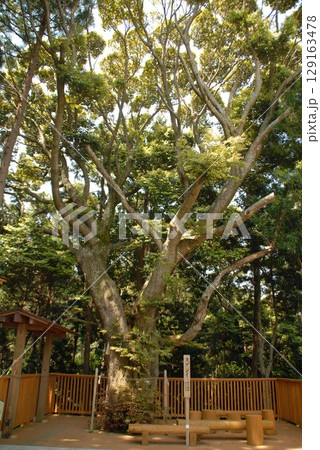 森の中に立つ大樹の神秘的な風景 129163478