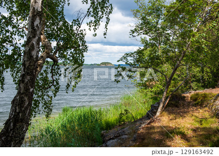 Swedish summer coastal landscape with birch trees Swedish summer coastal landscape with birch trees 129163492