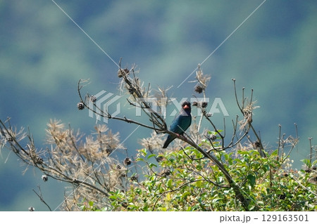 ブッポウソウのペア 129163501