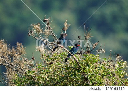 ブッポウソウのペア 129163513