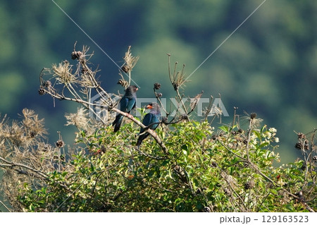 ブッポウソウのペア ブッポウソウのペア 129163523