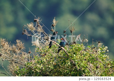 ブッポウソウのペア 129163524