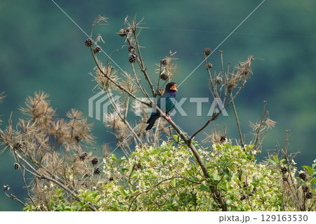 ブッポウソウのペア ブッポウソウのペア 129163530