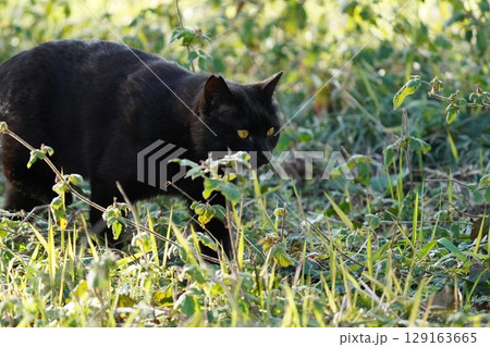 草むらを歩く猫 129163665